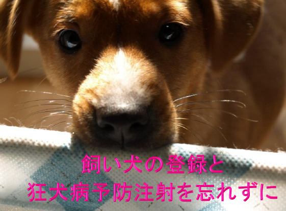 佐世保市役所 狂犬病予防集合注射が始まっています 犬を飼っている皆さんへ 毎年4月から6月は 狂犬病予防注射月間 です 生後90日 約3ヶ月 を過ぎた飼い犬は 毎年1回の狂犬病の予防接種が義務付けられています 佐世保市内の住所で畜犬登録をされている方