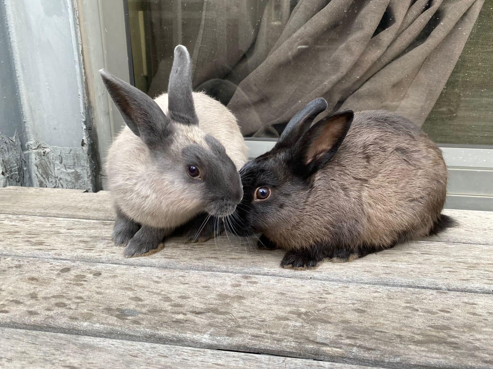 Meet the most AMAZING duo, Will &... - Noordhoek Bunny Rescue | Facebook