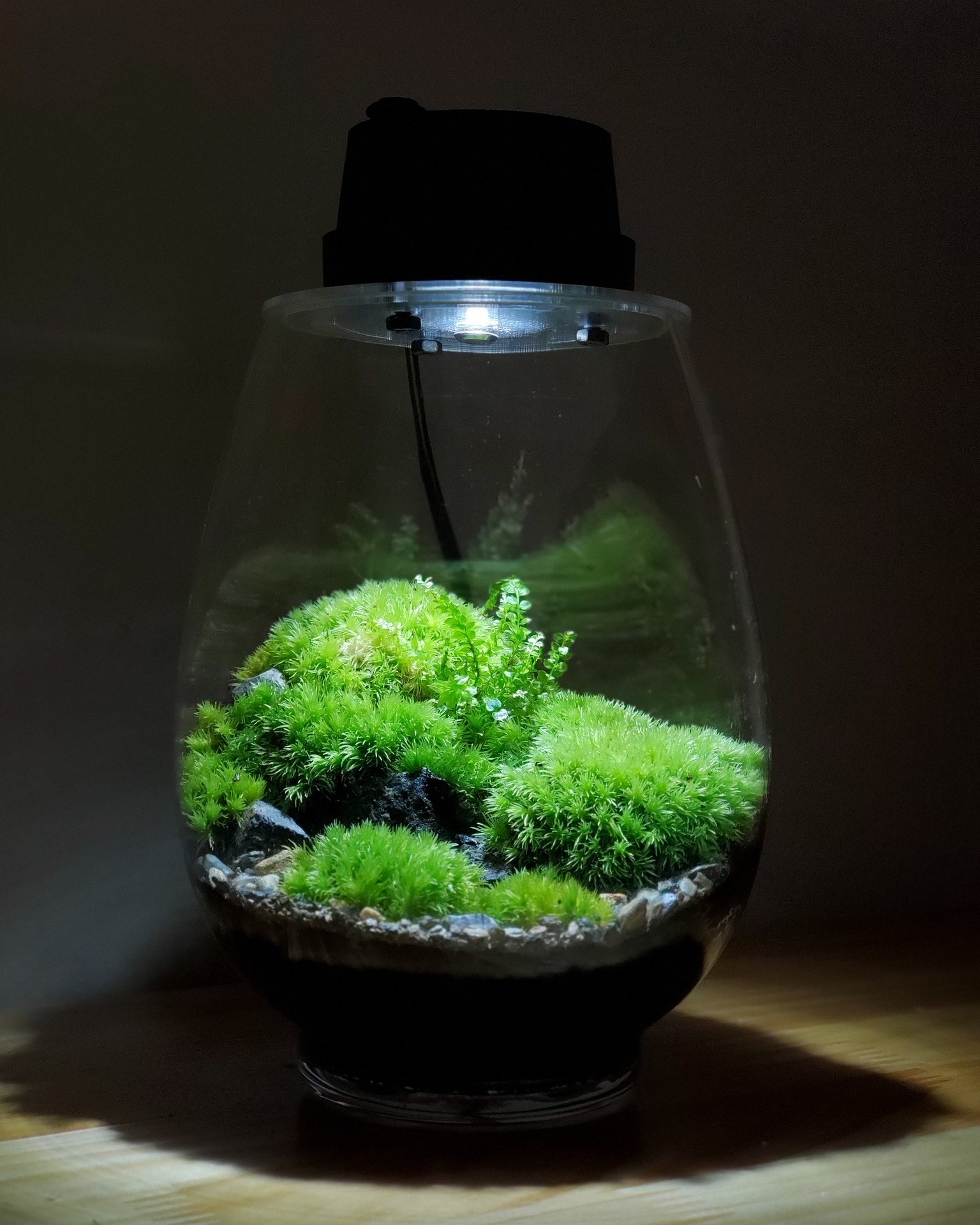The Rare Rium - Plant &... - The Rare Rium - Plant & Moss Art