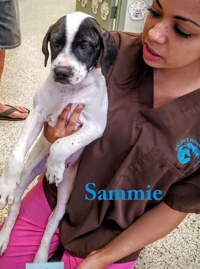 Florida Pointer Rescue | New Smyrna Beach FL