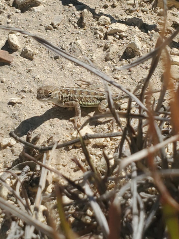 Kansas Herpetological Society | Lesser Earless Lizard hatchling | Facebook