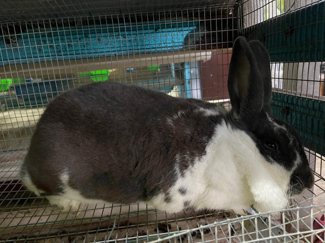 AR-Rabbit Farm | Maran