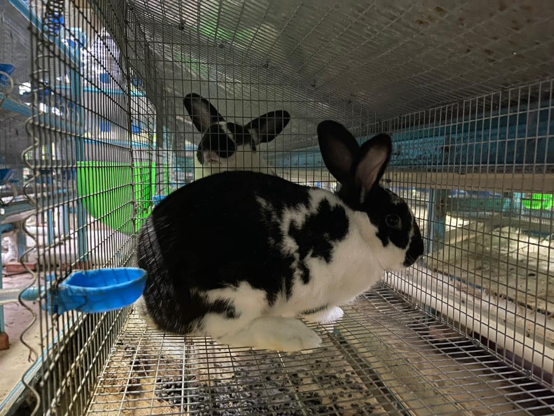 AR-Rabbit Farm | Maran