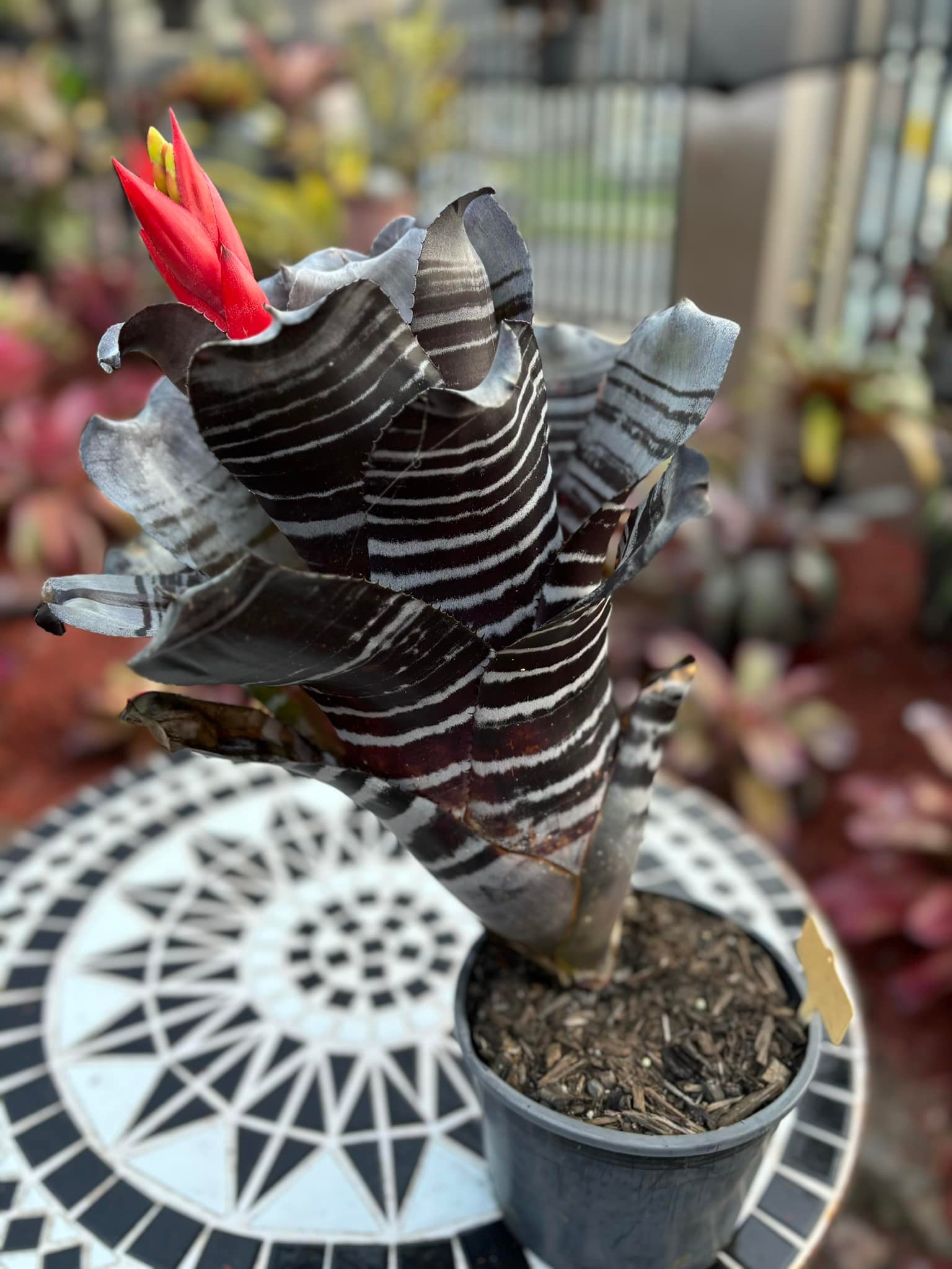 Aechmea black selected hybrid plant