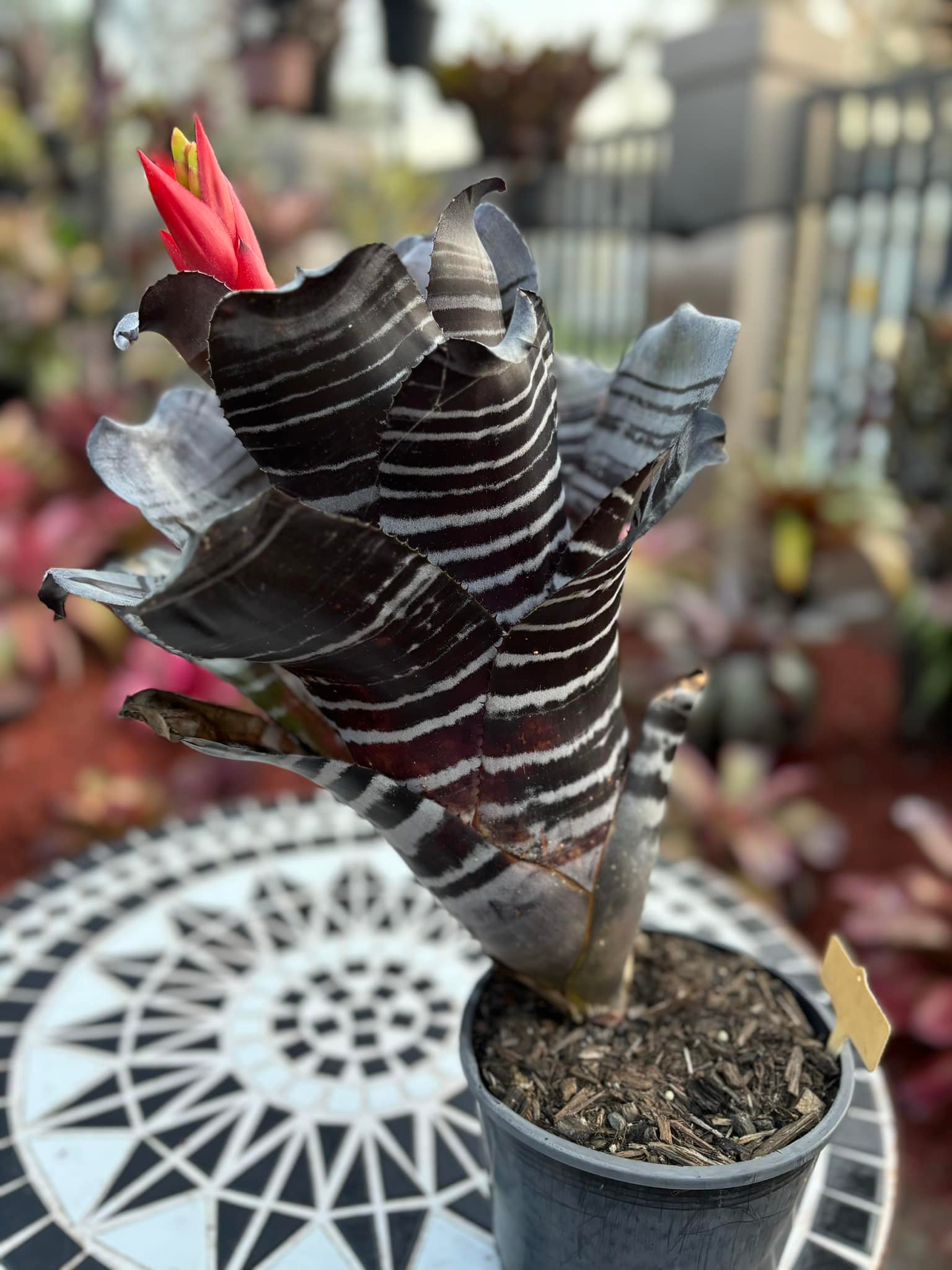 希少 Aechmea chantinii Black Select Hybrid Bromeliad Aechmea