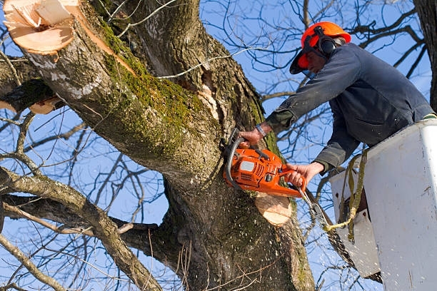 Patriot Tree Services | Warner Robins GA