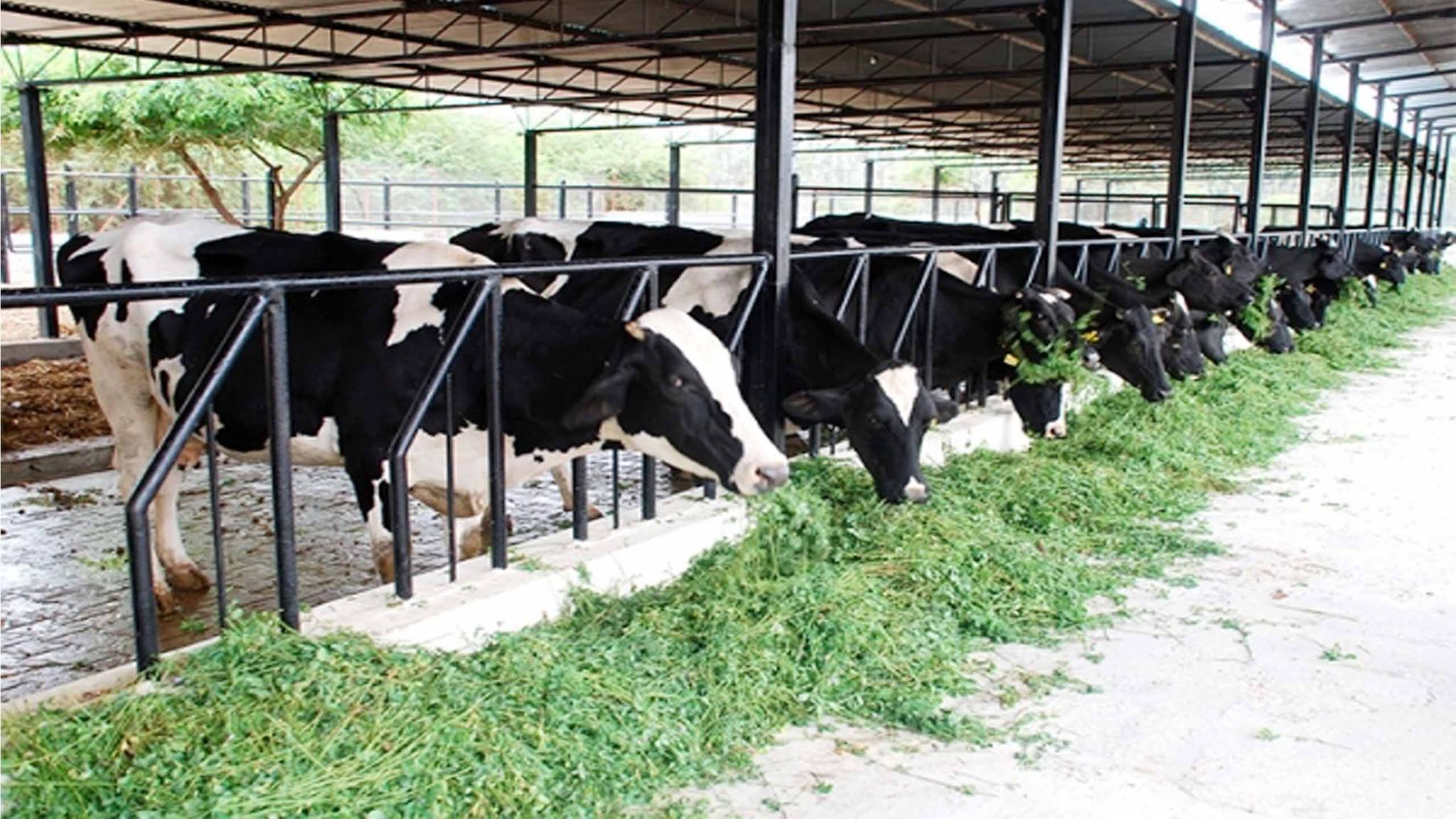 Arifa Dairy Farm | Dhaka