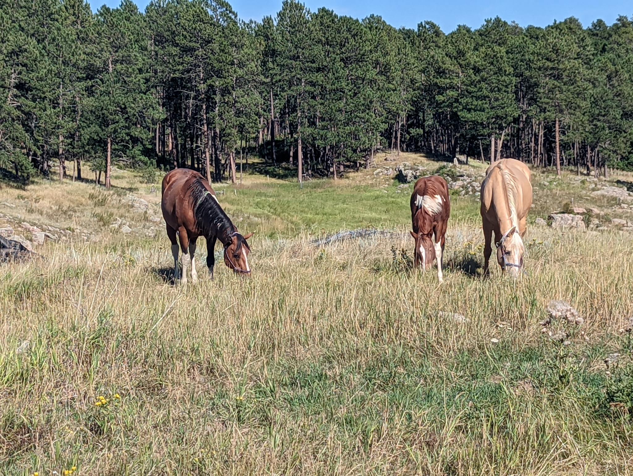 WindyRiver Ranch Performance Horses | Edgemont SD