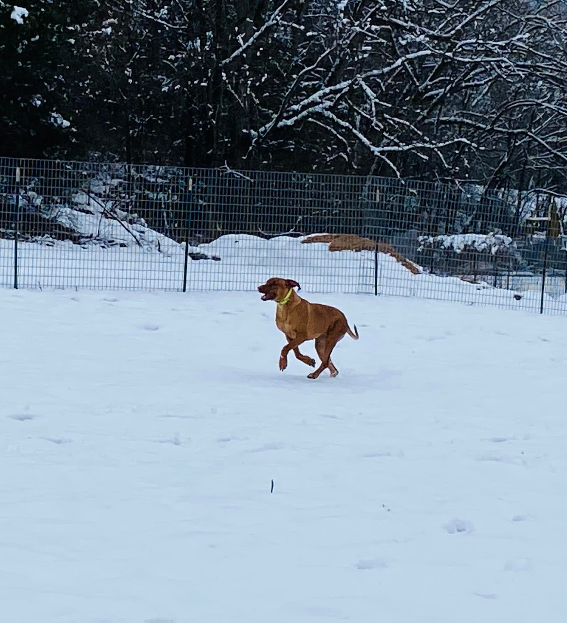 Black Powder Rhodesian Ridgebacks