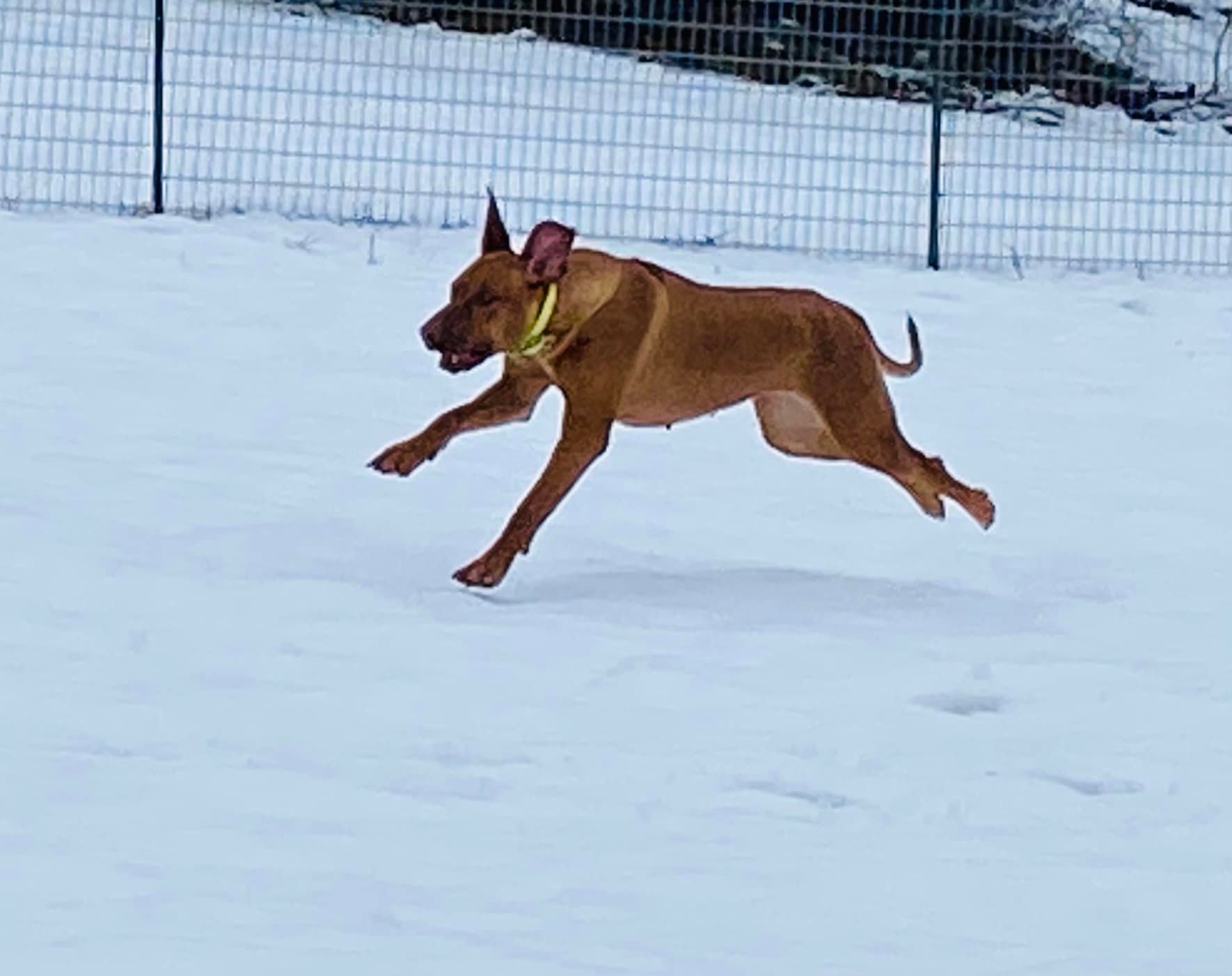 Black Powder Rhodesian Ridgebacks