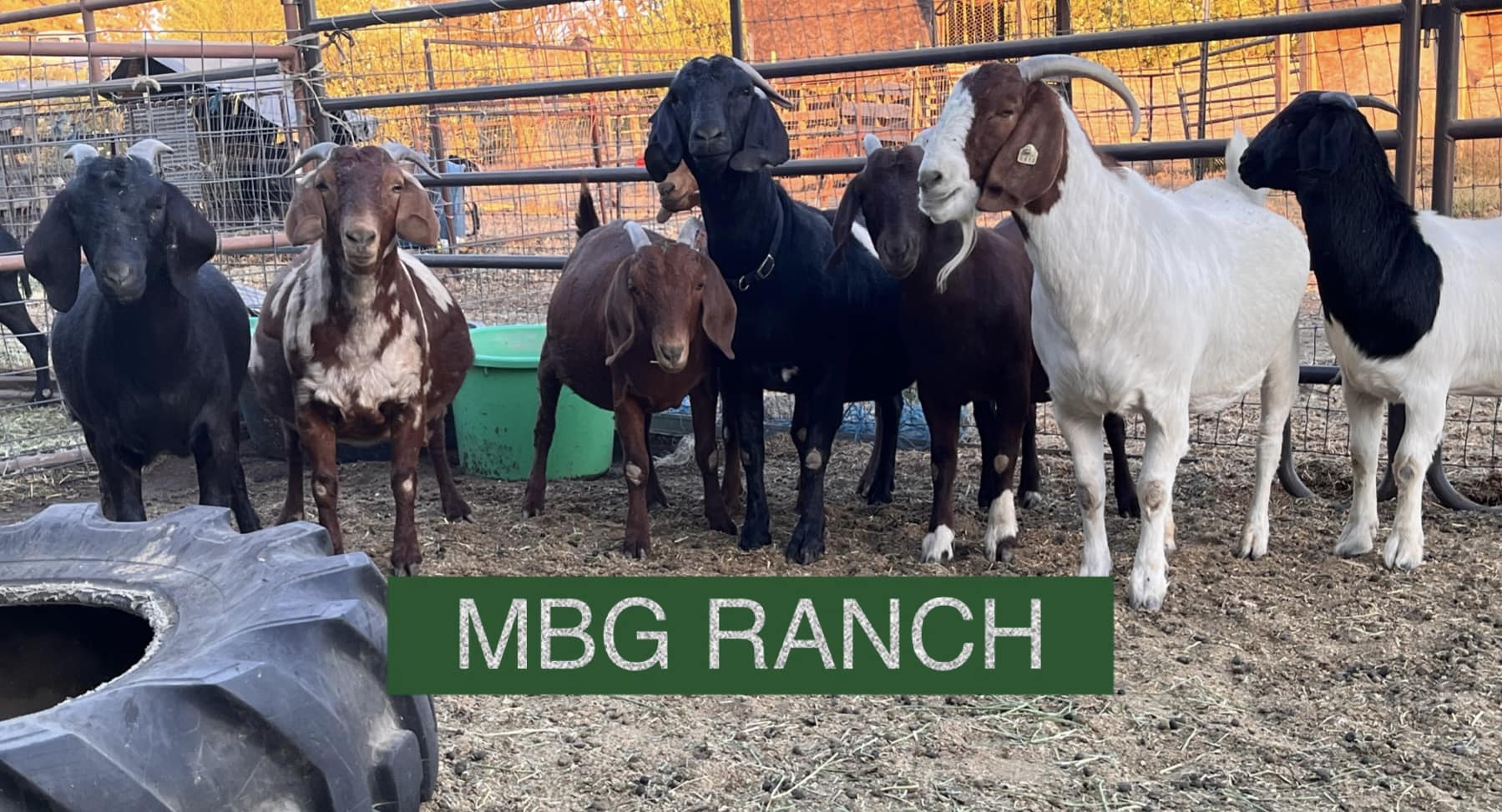 7 Oaks Ranch Boer Goats added a... - 7 Oaks Ranch Boer Goats