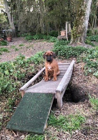 Rhodesian Ridgeback Kennel of Mombasa - Kwelanga