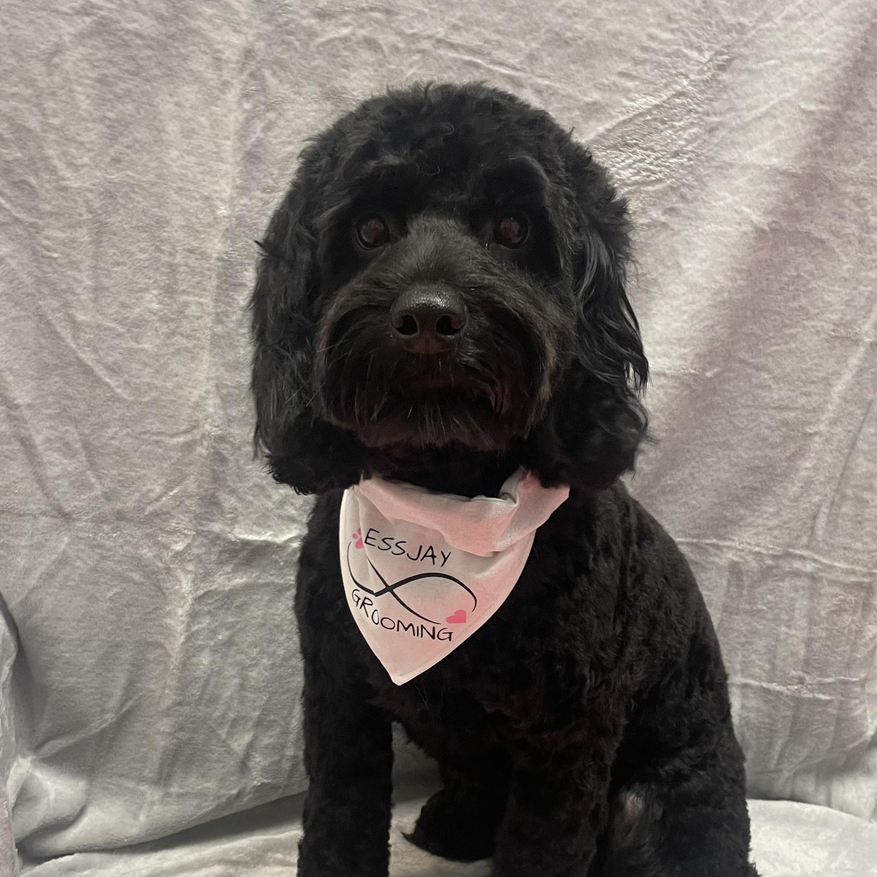 Essjay Dog Grooming Hereford