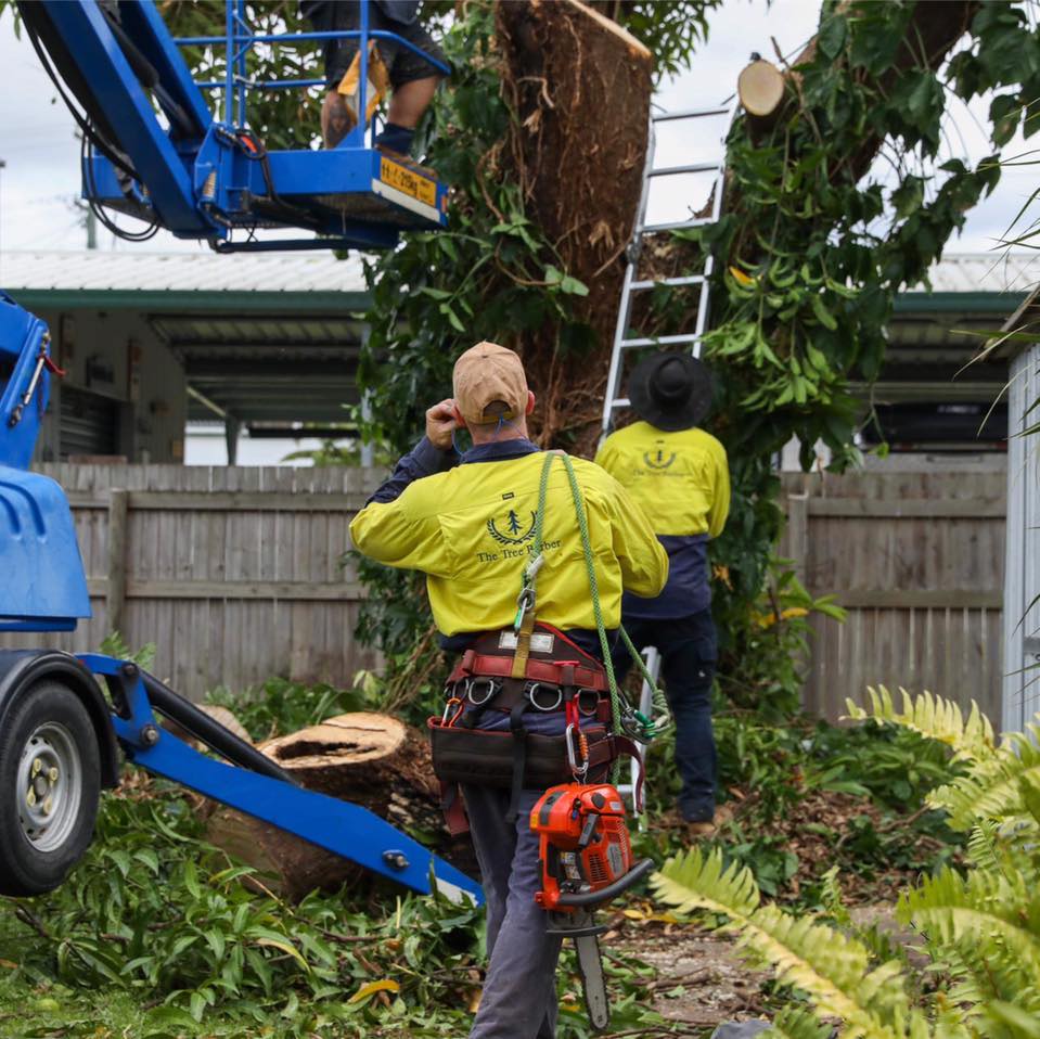 The Tree Barber Townsville... - The Tree Barber Townsville