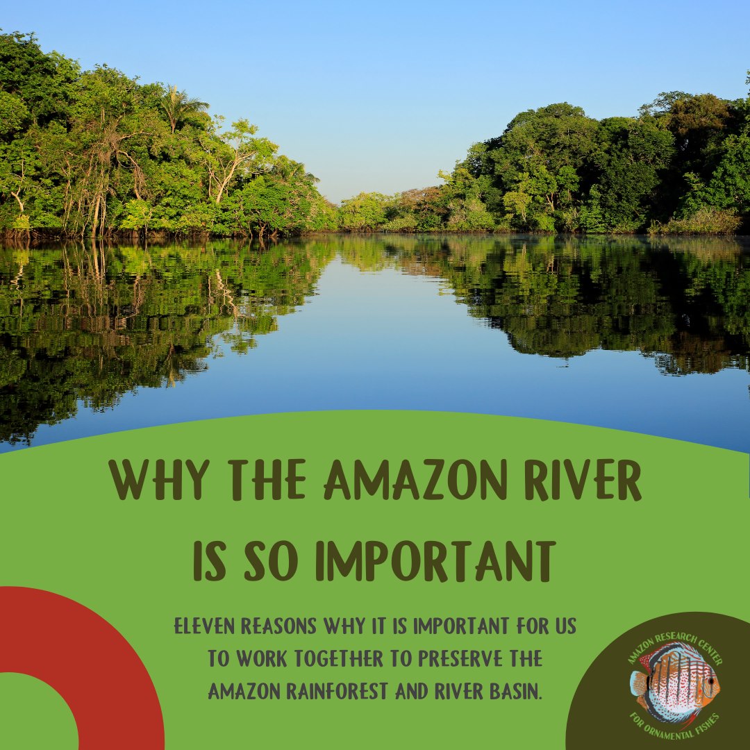 Amazon Research Center for Ornamental Fishes - Critical Facts About the ...