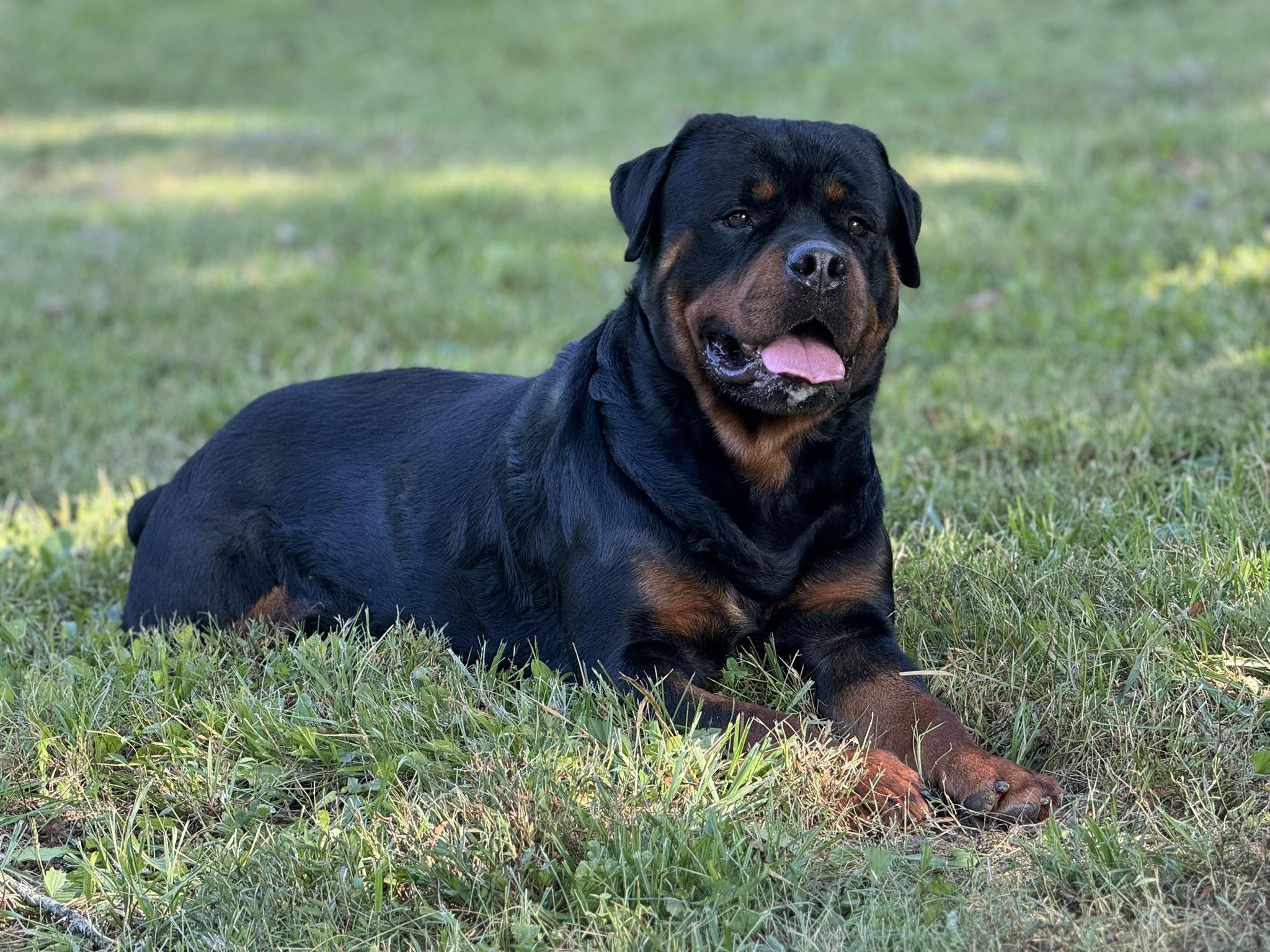 Soggy Hollow Rottweiler Ranch | Bethpage TN