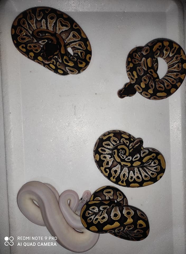 Éra Ball Python/Királypiton... - Éra Ball Python/Királypiton