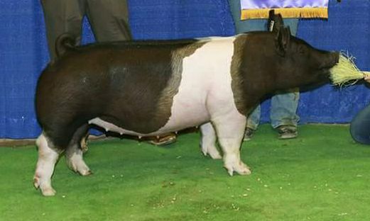 Wetovick Show Pigs - We purchased this young boar from Rudy Glingle at ...