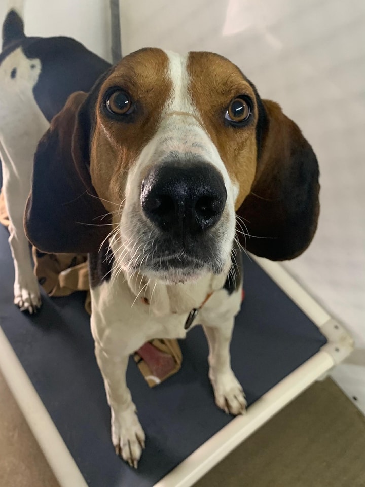Meet Cash: A Loving and... - Ark Animal Rescue and Adoption