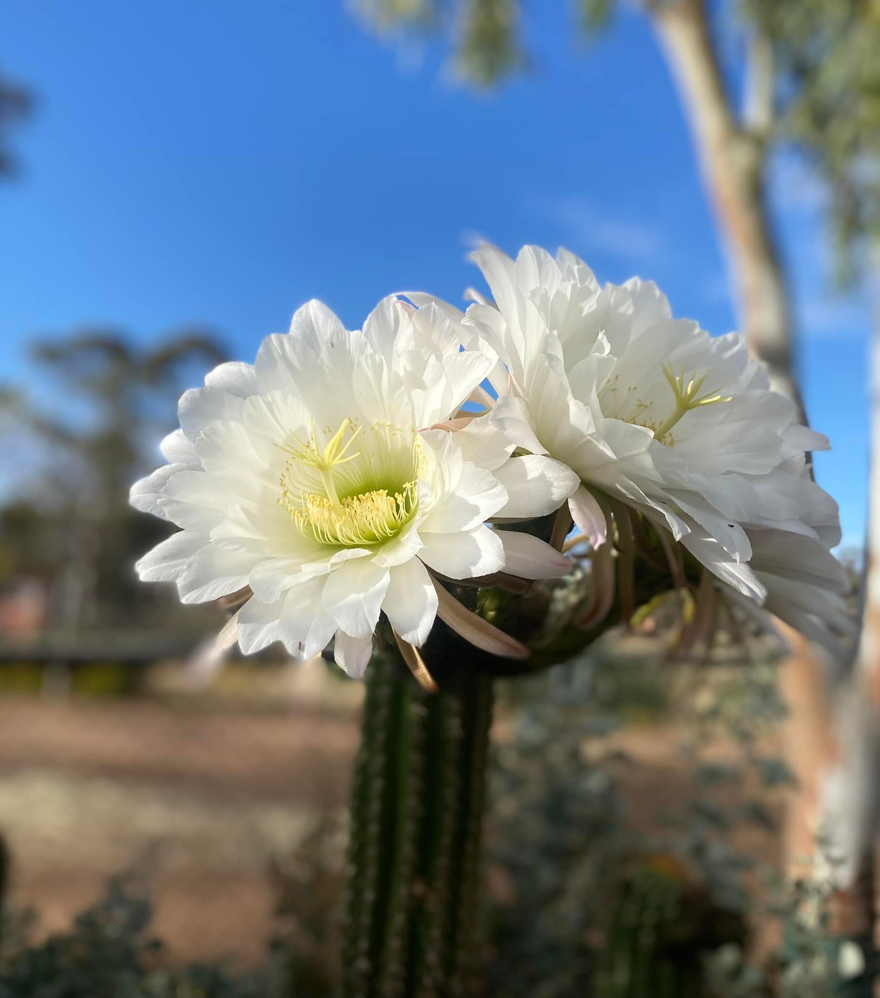 Nulla Nulla Farm Retreat | Moorine Rock WA