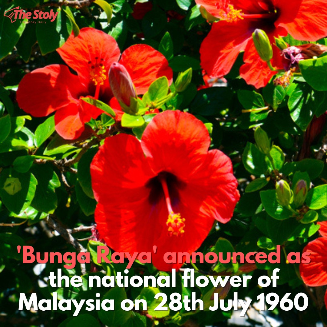 The Stoly - TODAY IN HISTORY. The official national flower of Malaysia ...