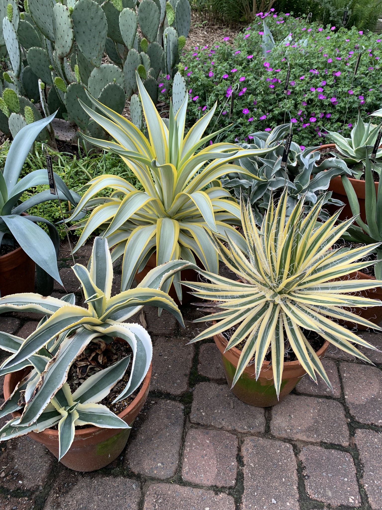 Agave ovatifolia 'Awakening Angel' at Juniper Level Botanic Garden