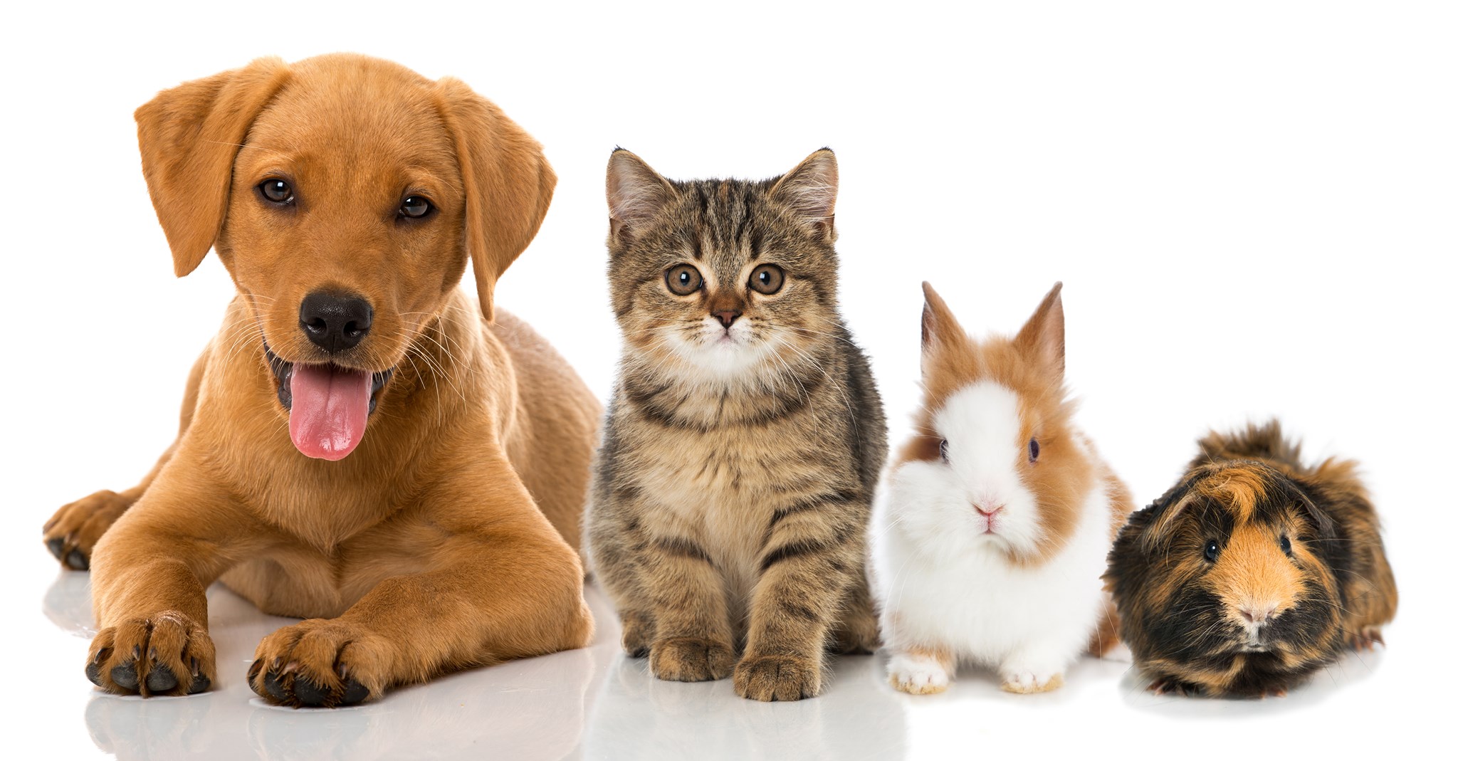 Bell Reed Kennels and... - Bell Reed Kennels and Cattery