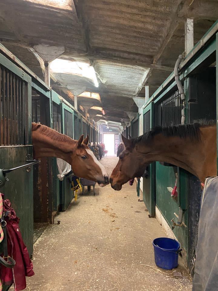Ledston Equine... - Ledston Equine Competition & Livery Yard