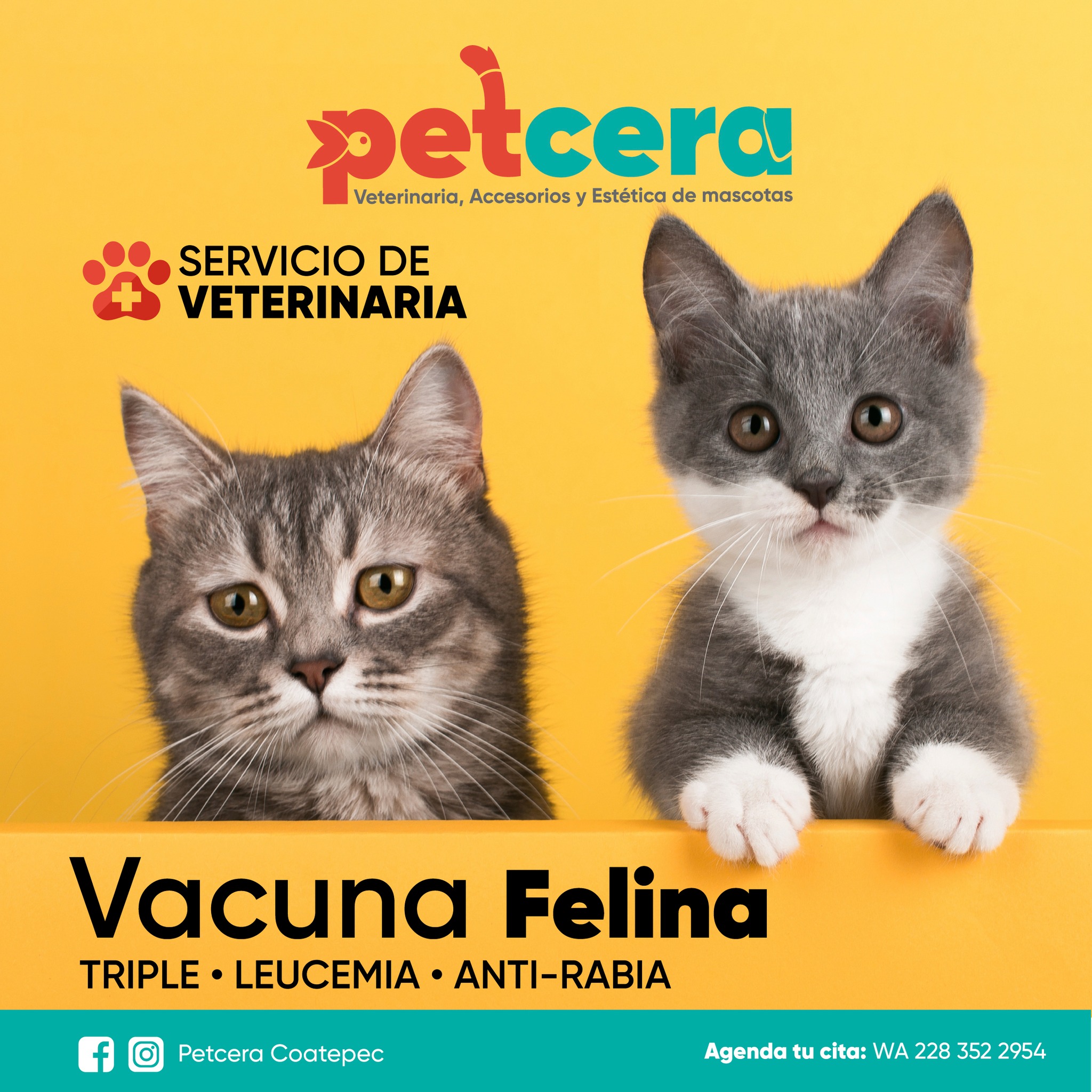 La #vacunación 💉 es una de las... - Petcera Coatepec