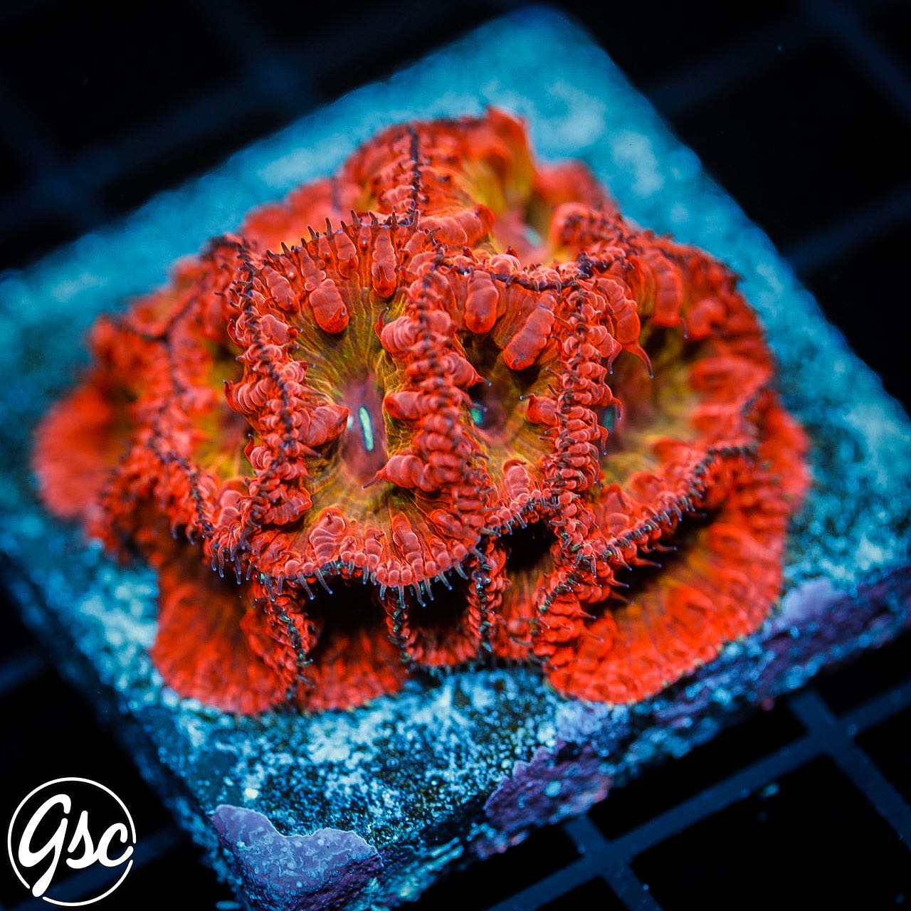 Couple mini colonies of WWC Rainbow... - Golden State Corals