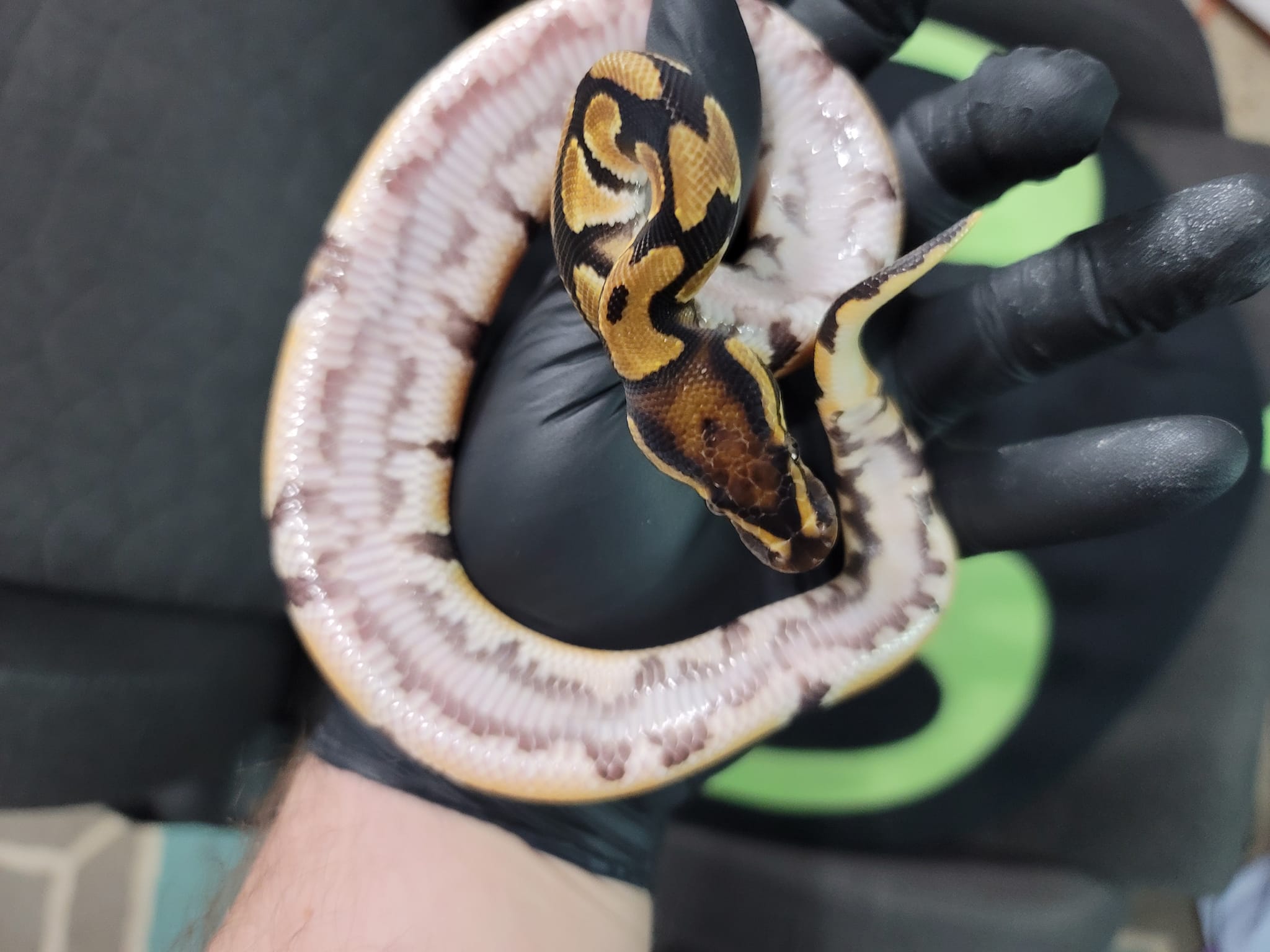 Postal Pythons | Daytona Beach FL