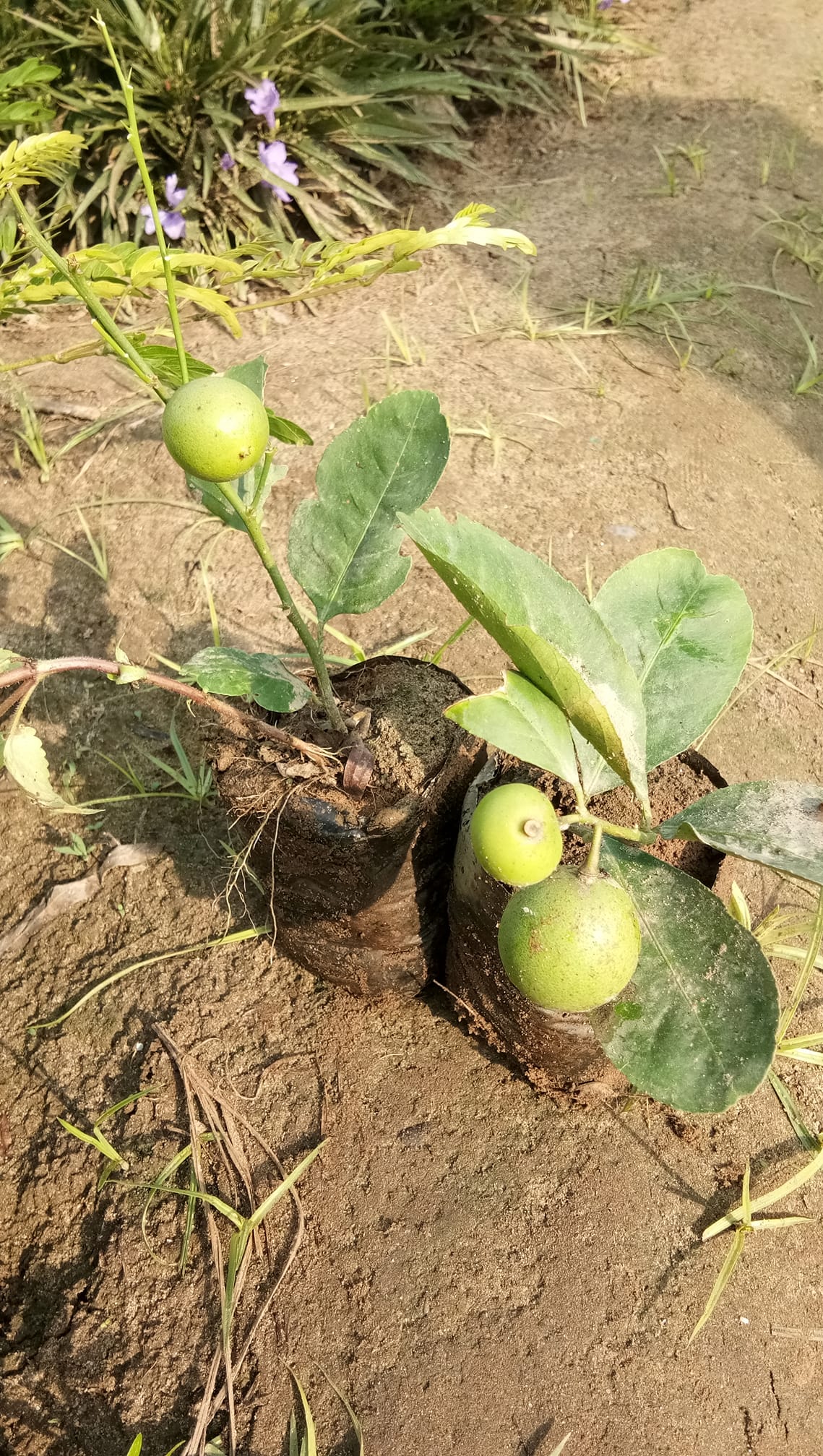 Lemon Baromasi Bagwani