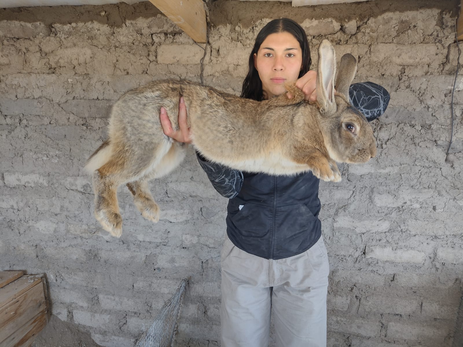 CET Nº 26 - Gigante de Flandes: es una raza de conejos que...
