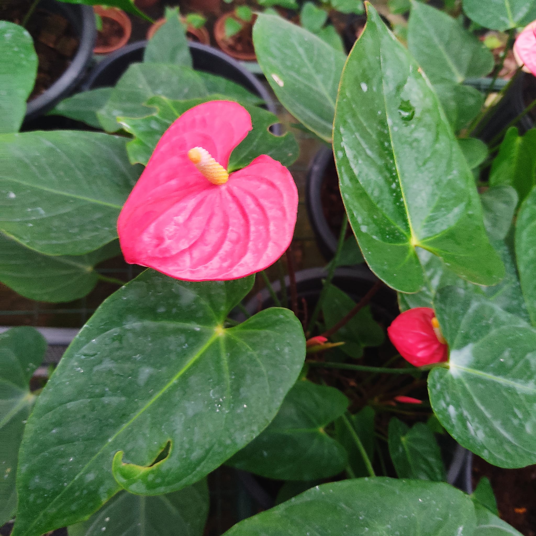 Natural Foliage | Kalalpitiya