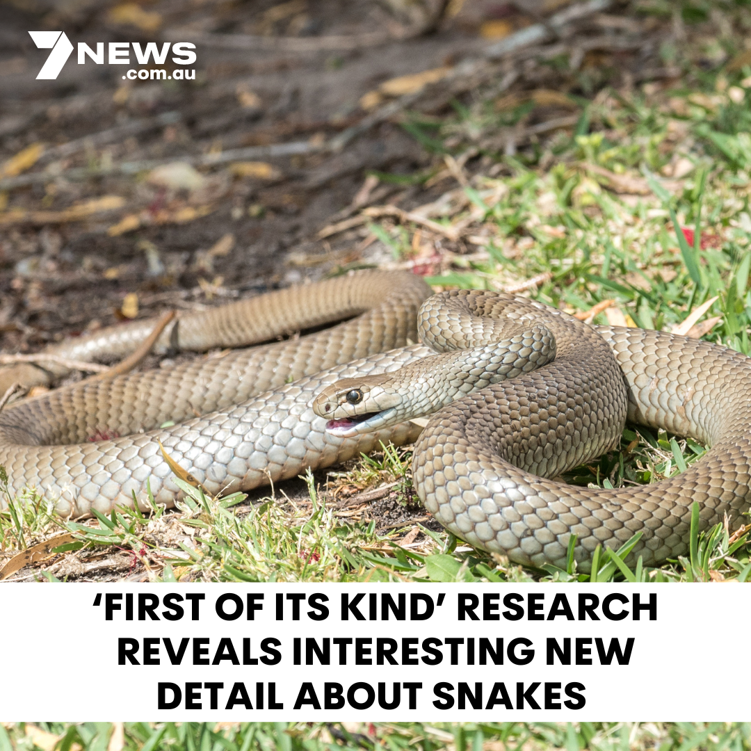 7NEWS Central Queensland - Australian researchers have found snakes don ...
