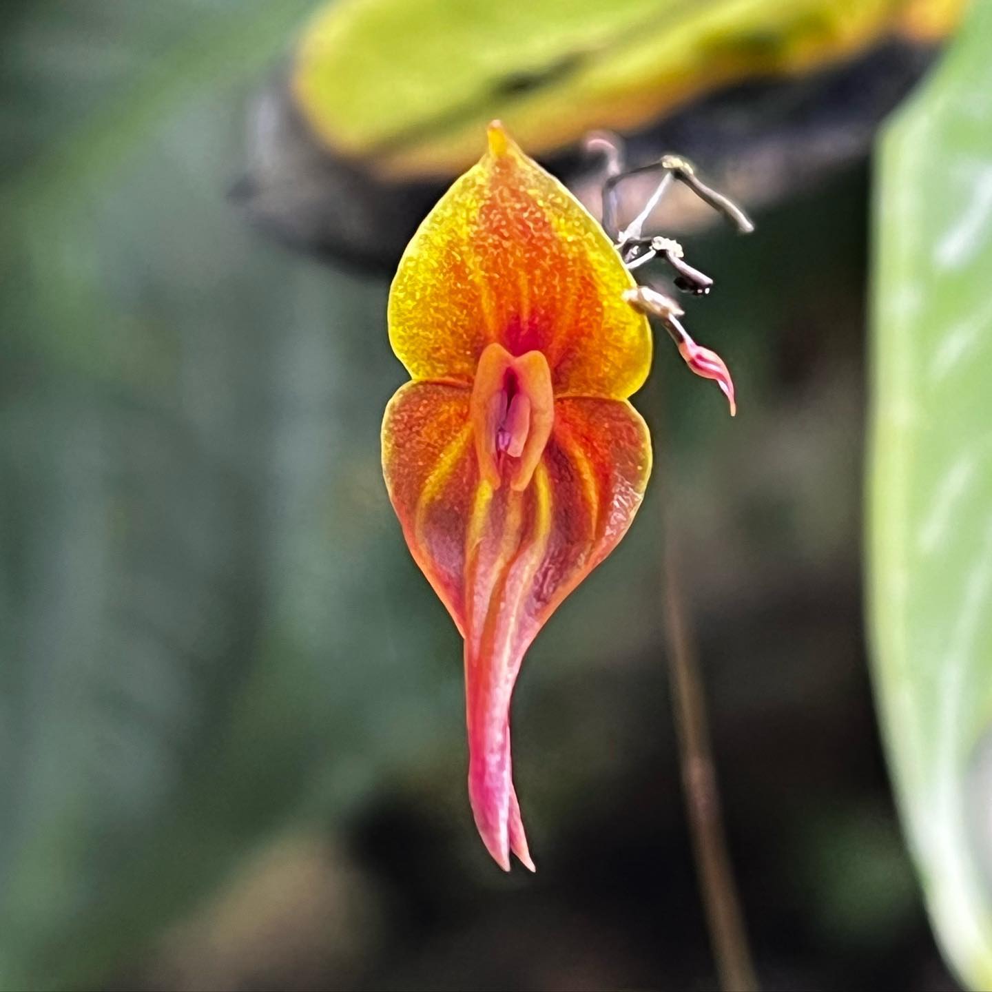 Lepanthes aculeata, with the marvelous underside of the leaves.