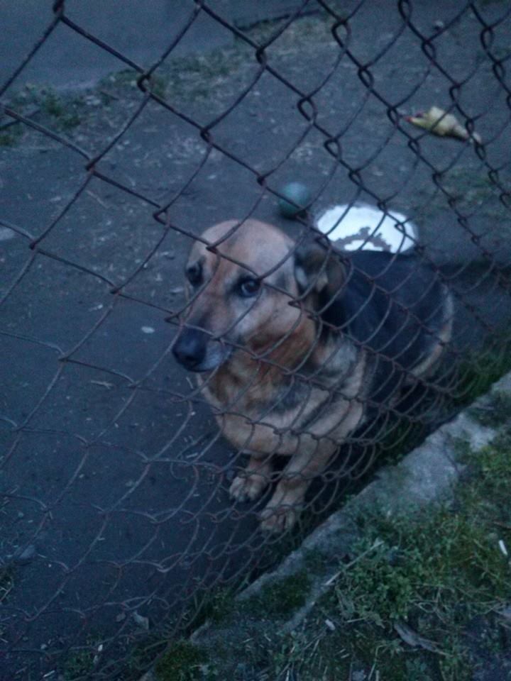 Charty i Owczarki, czyli bajeczne rasy :3