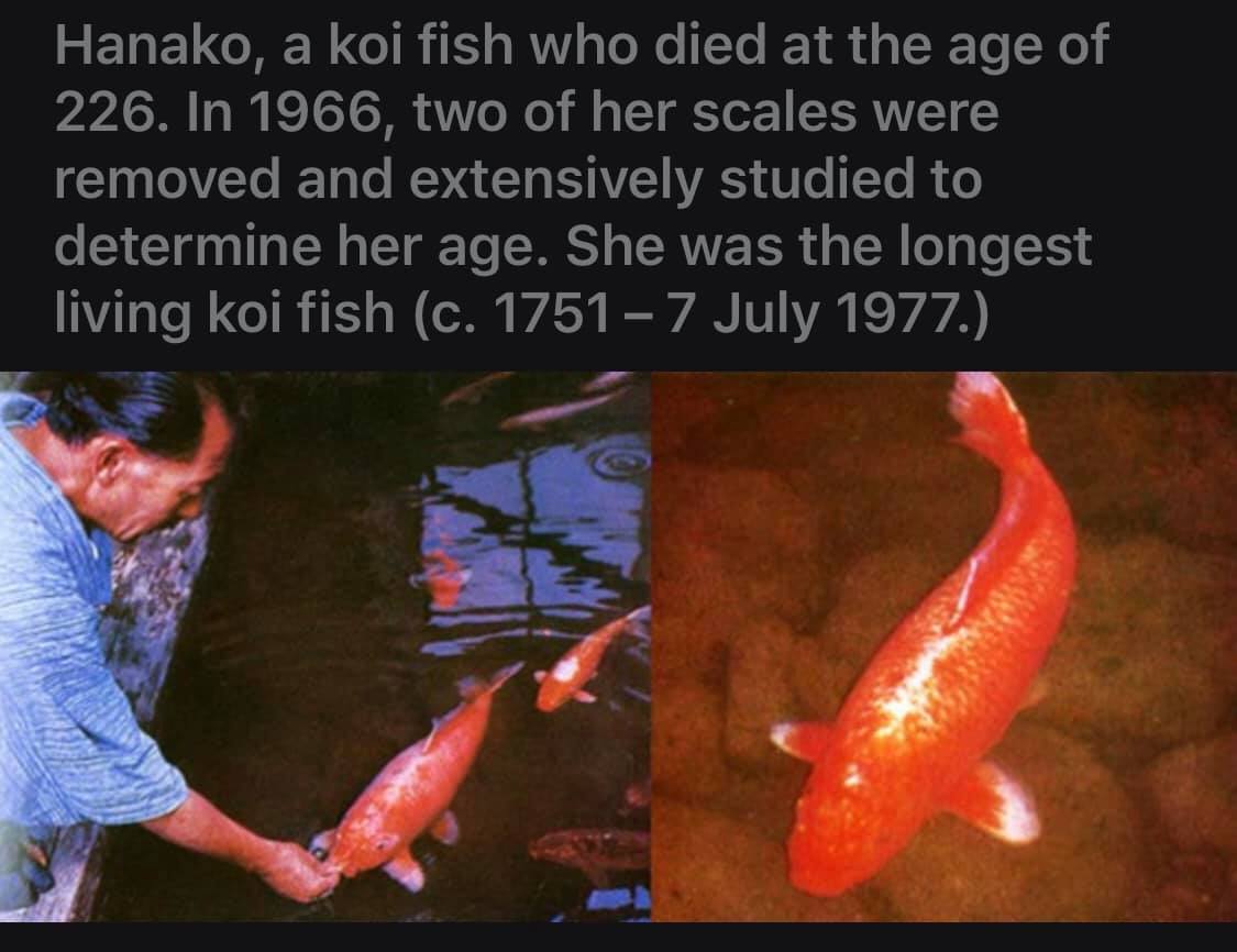 Hanako, a koi fish who died at the... - Marine Biology News