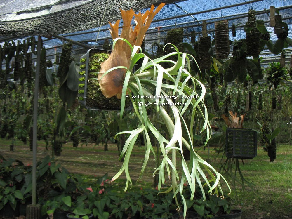 P.willinckii dwarf nook sporeling #platycerium #鹿角蕨 #麋角羊歯