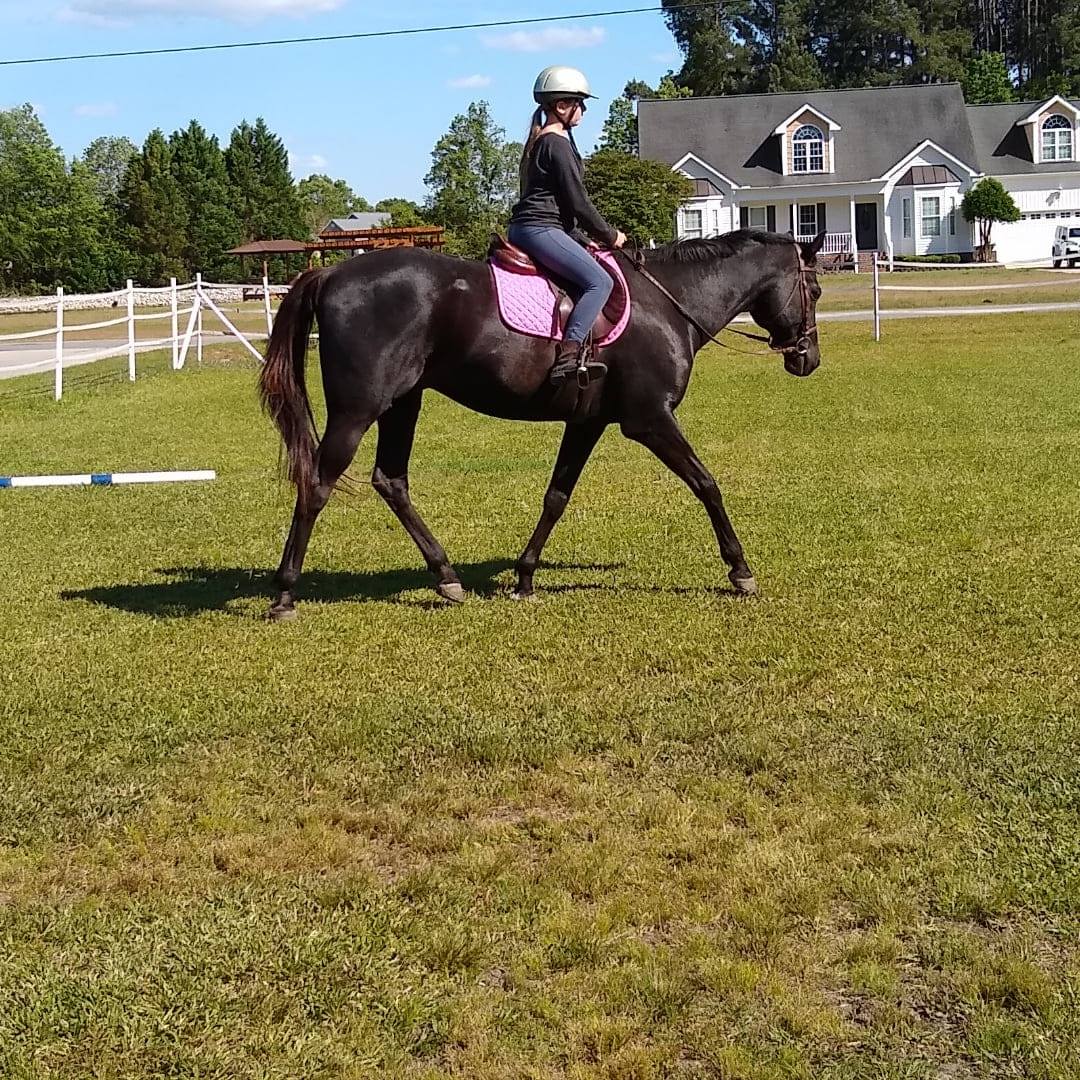 Virtual Equestrian Events on Reels | Facebook