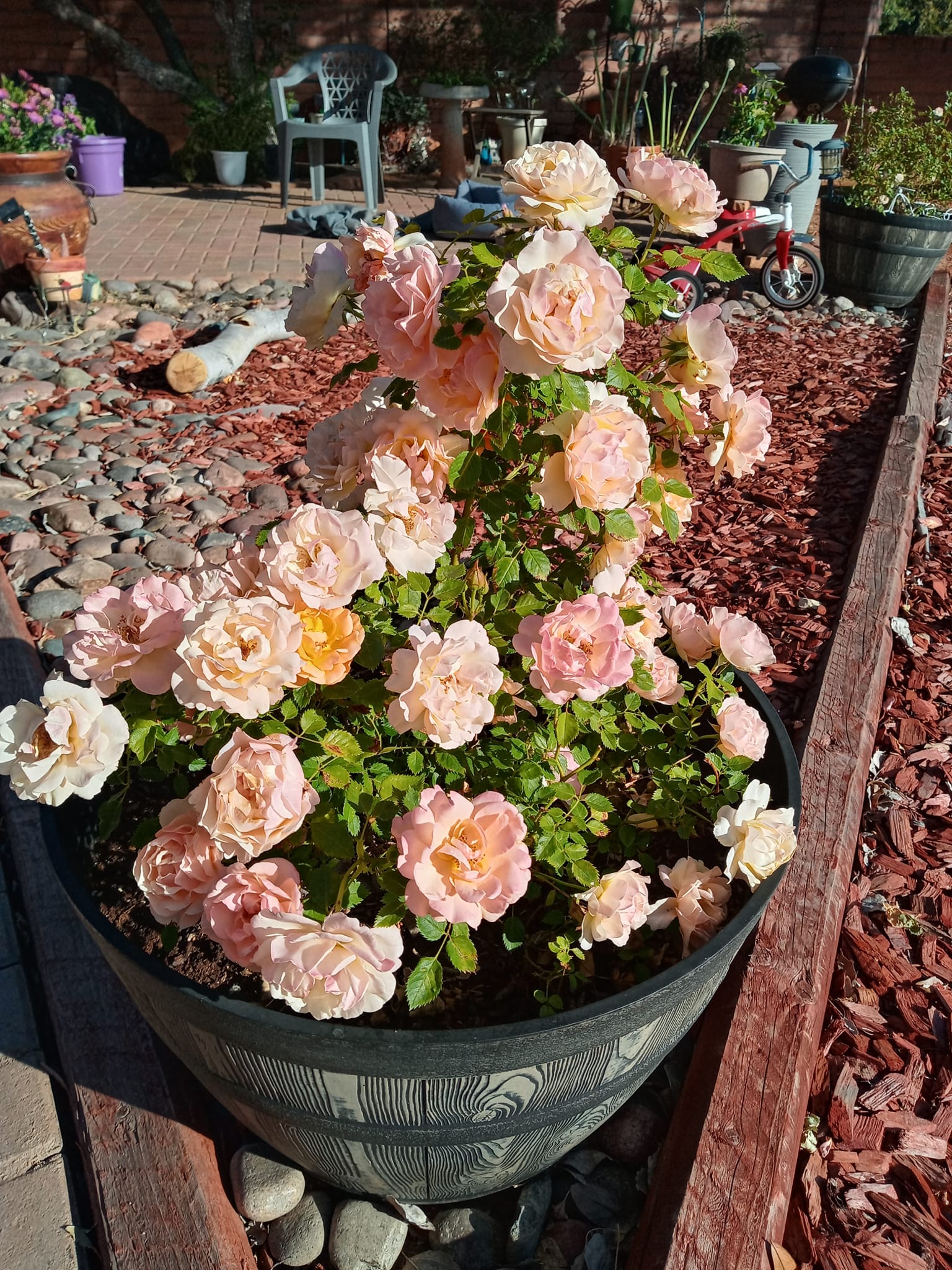 Monrovia® Itsy Bitsy® Peach Miniature Rose - This little cutie