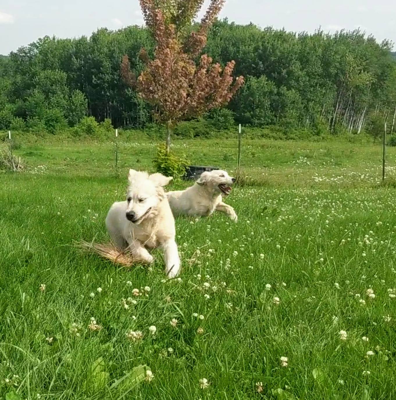 Welcome to the Buddy and Ruby show! We’ll be sharing the daily antics ...