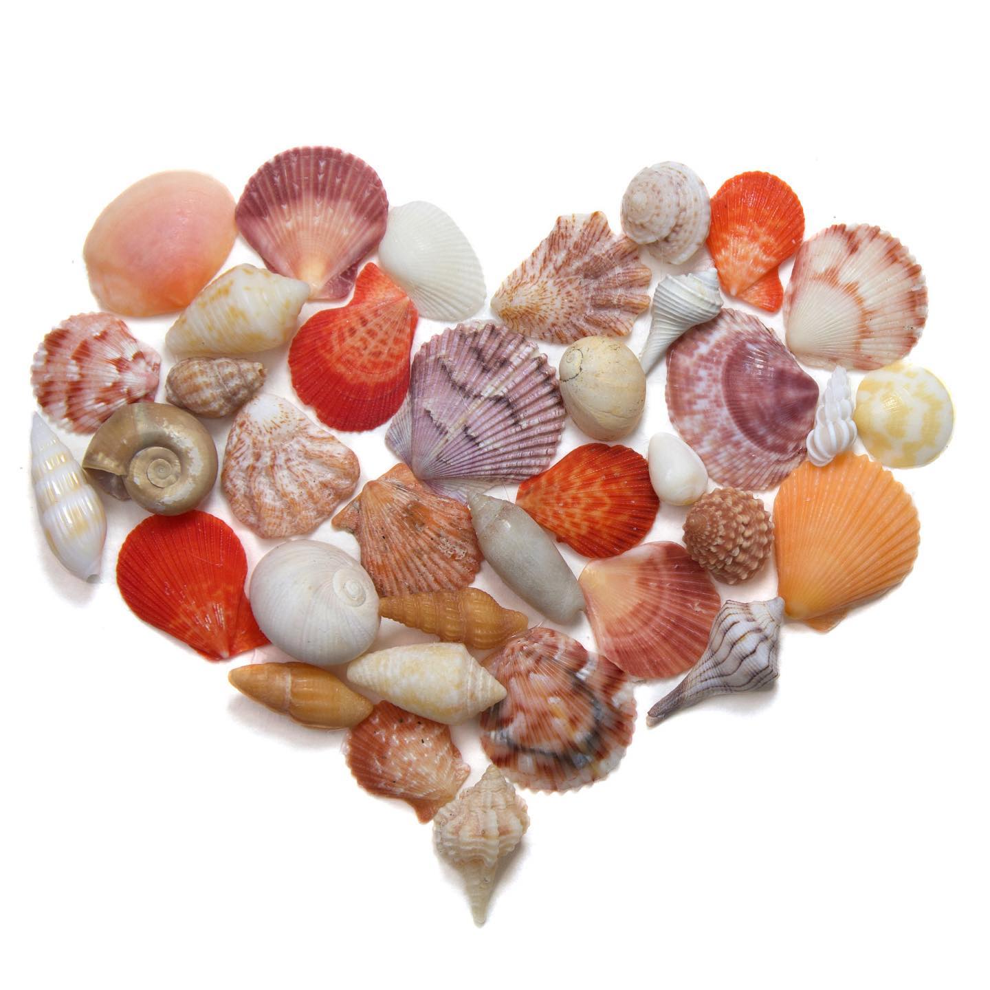 It’s time to shellebrate National... - Beachcombing Magazine