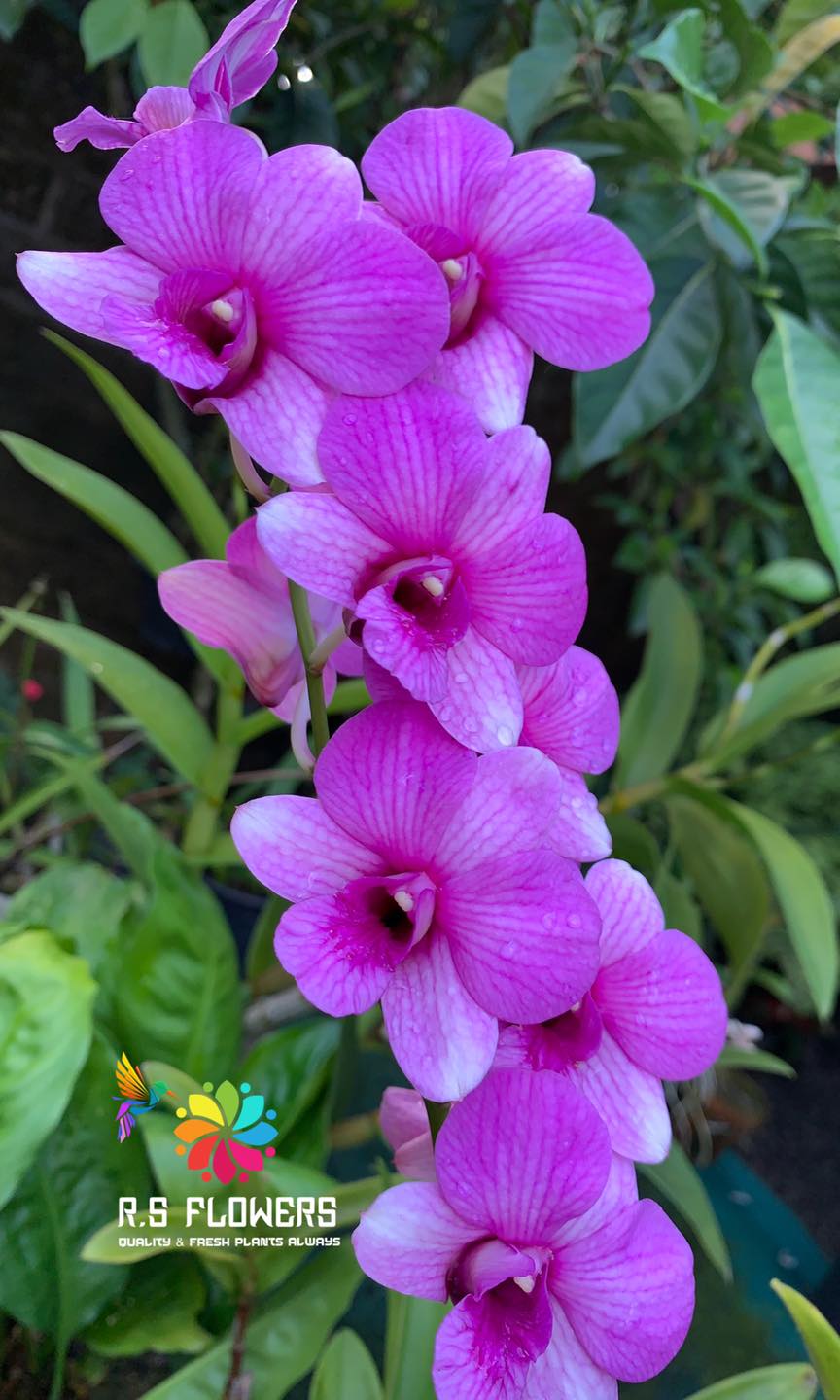 R S FlowerS