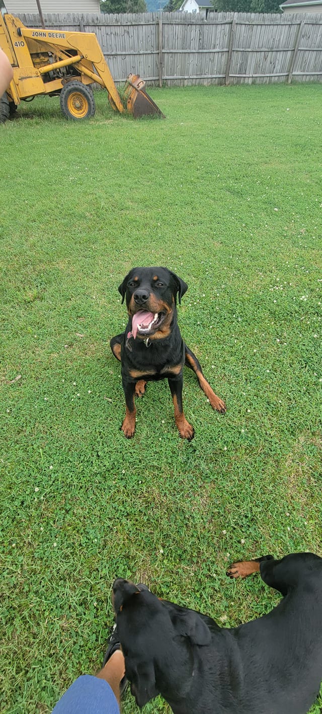 Rottweiler puppies ohio | Looking for puppies in NW Ohio ready around ...
