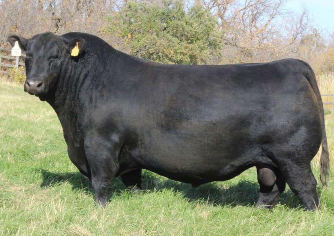 We’re just 6 short weeks away from the... - SCOMAC Livestock | Facebook