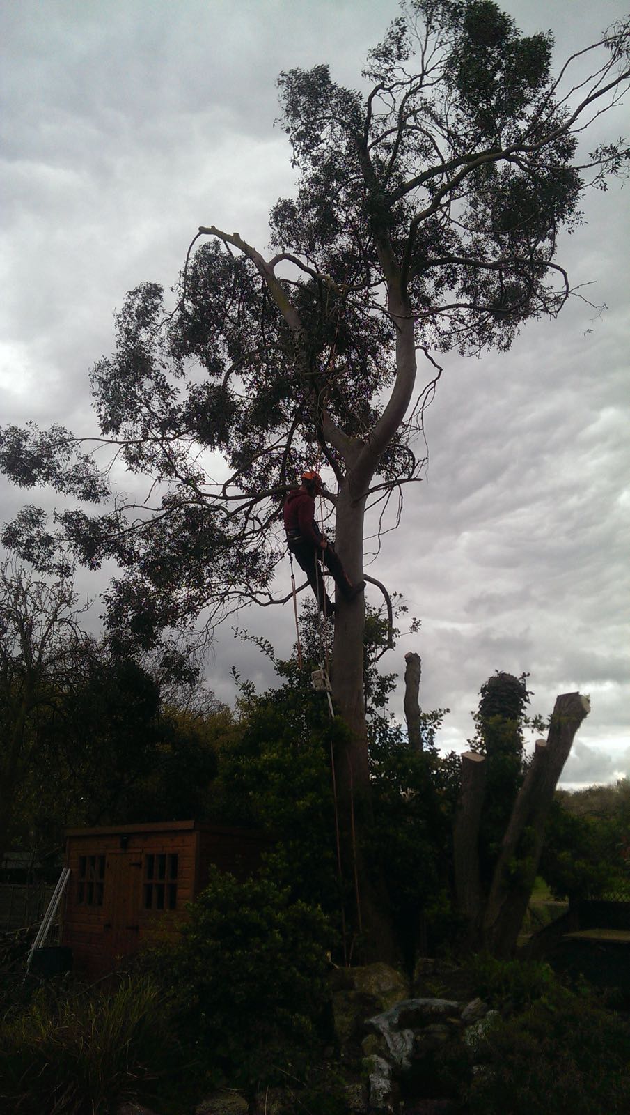Tree Degrees | Billericay
