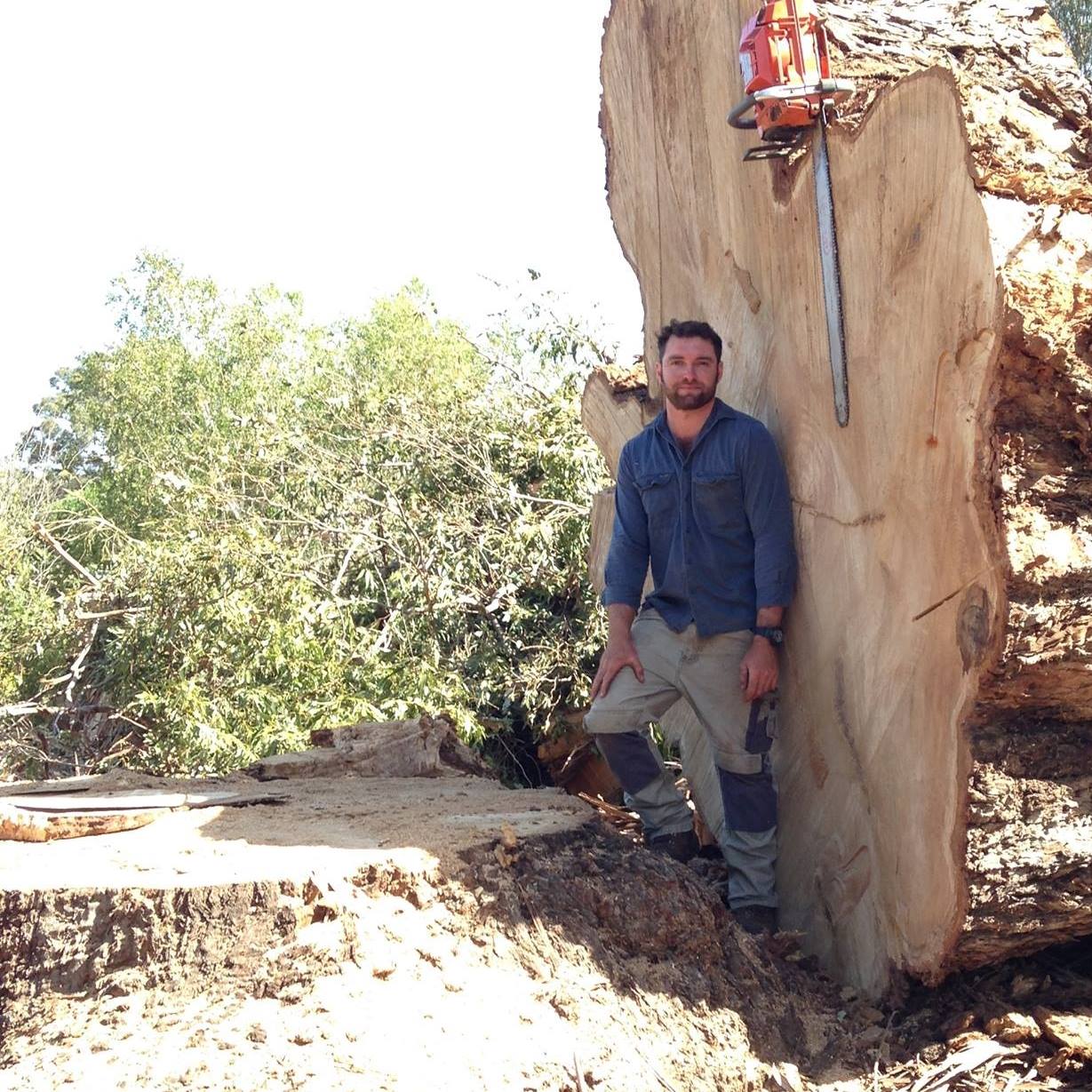Tall Karri Tree Felling: #treecutting #treefelling #timbercutter # ...