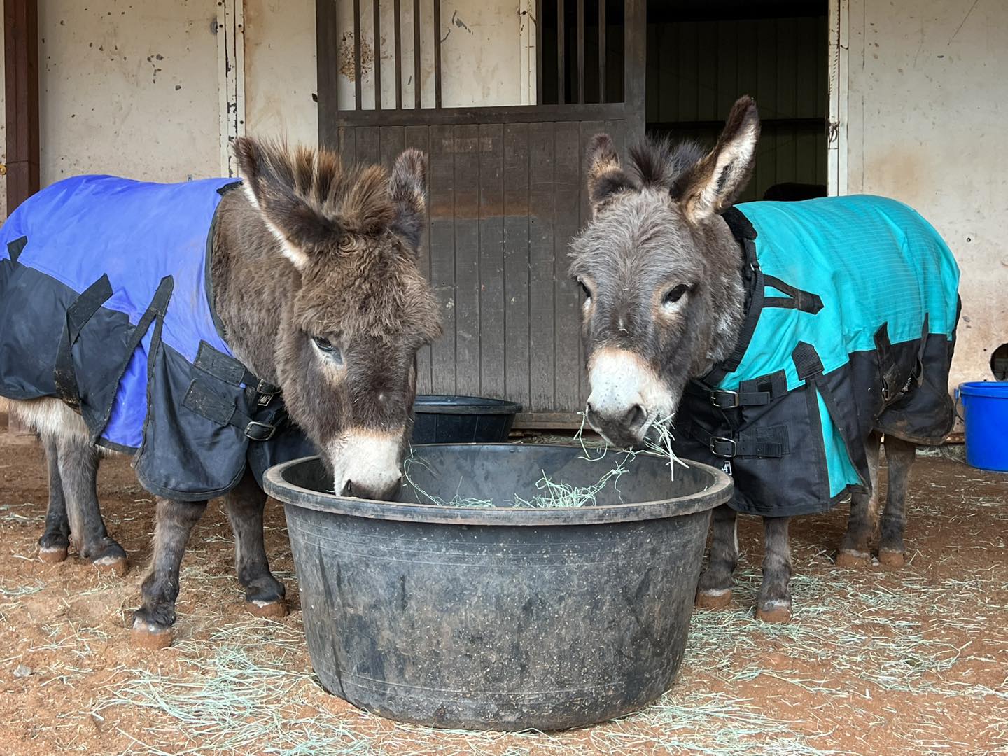 Fun fact Friday! Baby mini donkeys wear a size large in dog coats