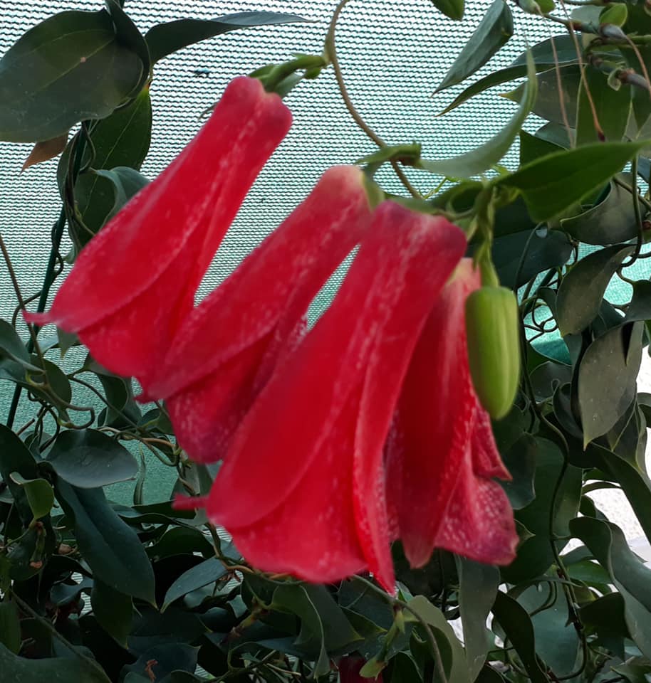 Vivero Jardines de San... - Vivero Jardines de San Pedro